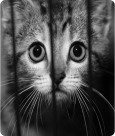A sad kitten looking through the bars of a cage
