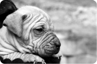 Sad looking puppy dog
