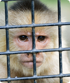 Caged monkey preying for help