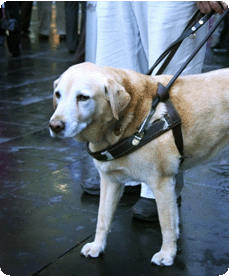 A Golden Labrador guiding his blind owner