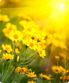 Sun shining across a field of flowers