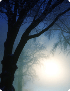 The moon shining behind a tree on a dark winter night