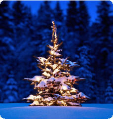 A snow covered Christmas tree with fairy lights glowing