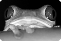 A tree frog commonly found in rainforests
