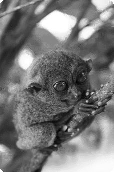 A small brown monkey holding onto a forest branch