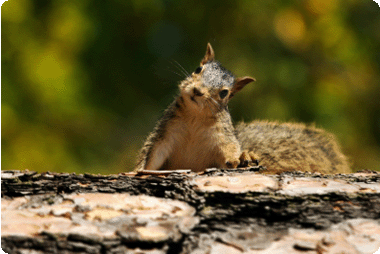 Curious squirrel looking for answers