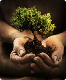 A pair of cup hands supporting an uprooted bonsai tree