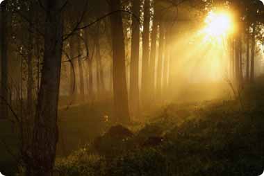 A warm glowing sun shining through through woods on a cold winter morning